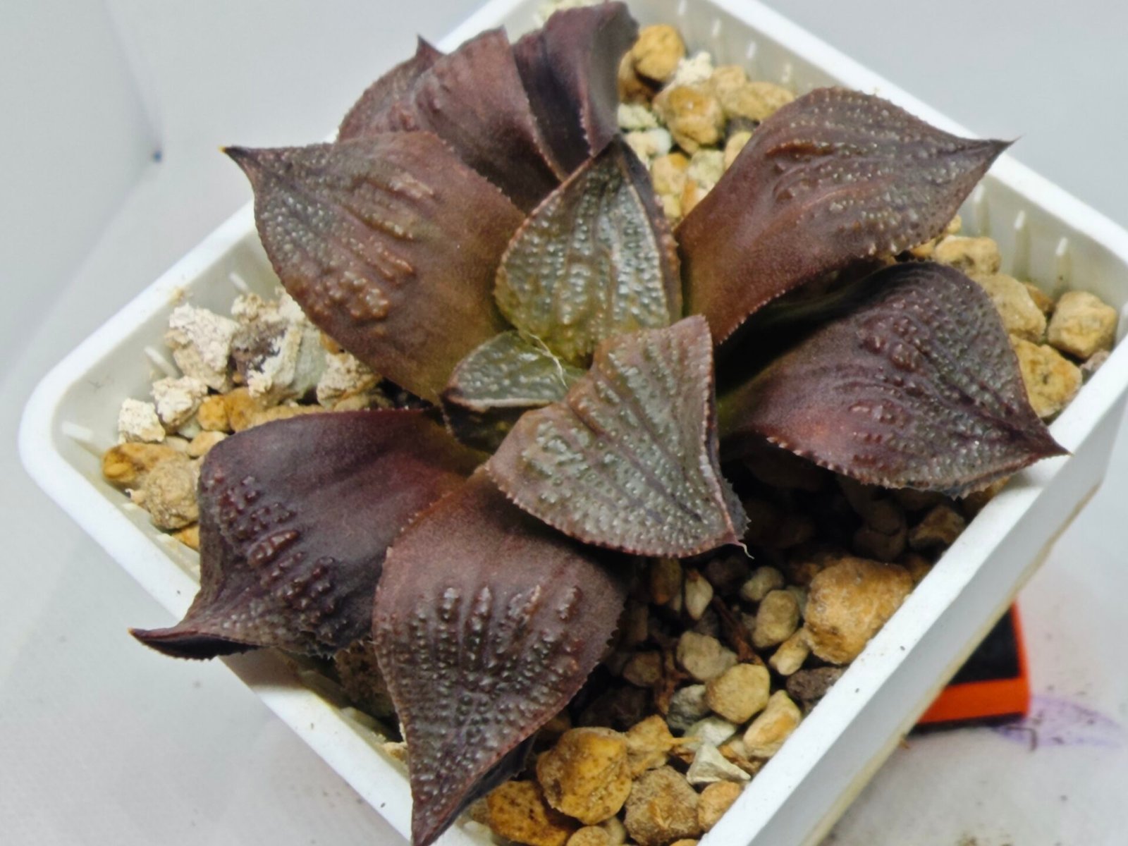 Haworthia Seedling Maughanii Badia S147 - 3