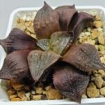 Haworthia Seedling Maughanii Badia S147 - 4