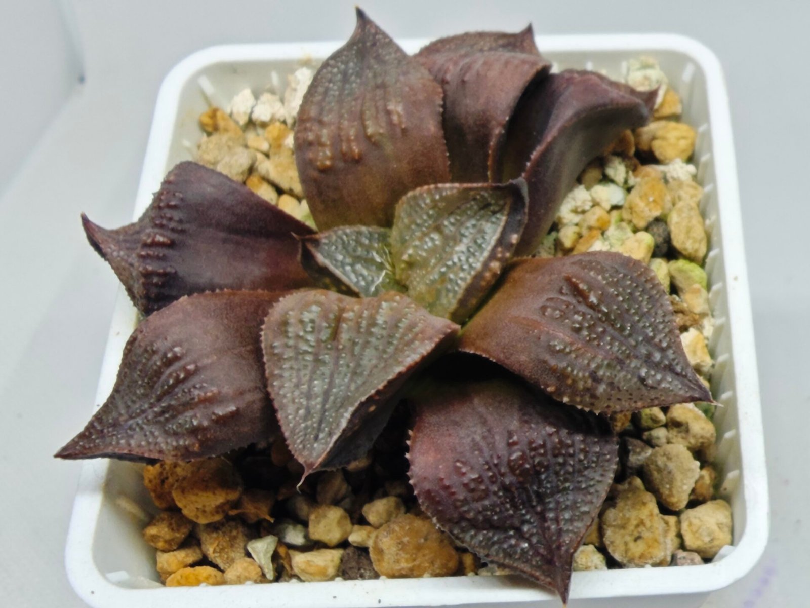 Haworthia Seedling Maughanii Badia S147 - 4