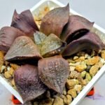 Haworthia Seedling Maughanii Badia S147 - 5