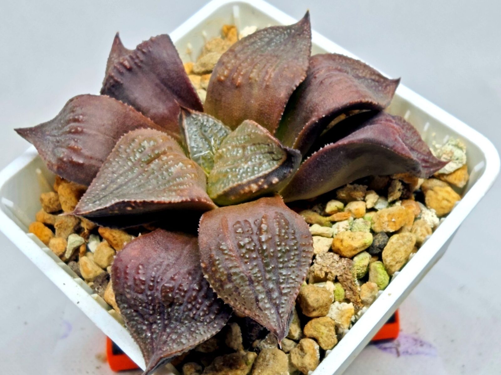 Haworthia Seedling Maughanii Badia S147 - 5