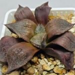 Haworthia Seedling Maughanii Badia S147 - 6