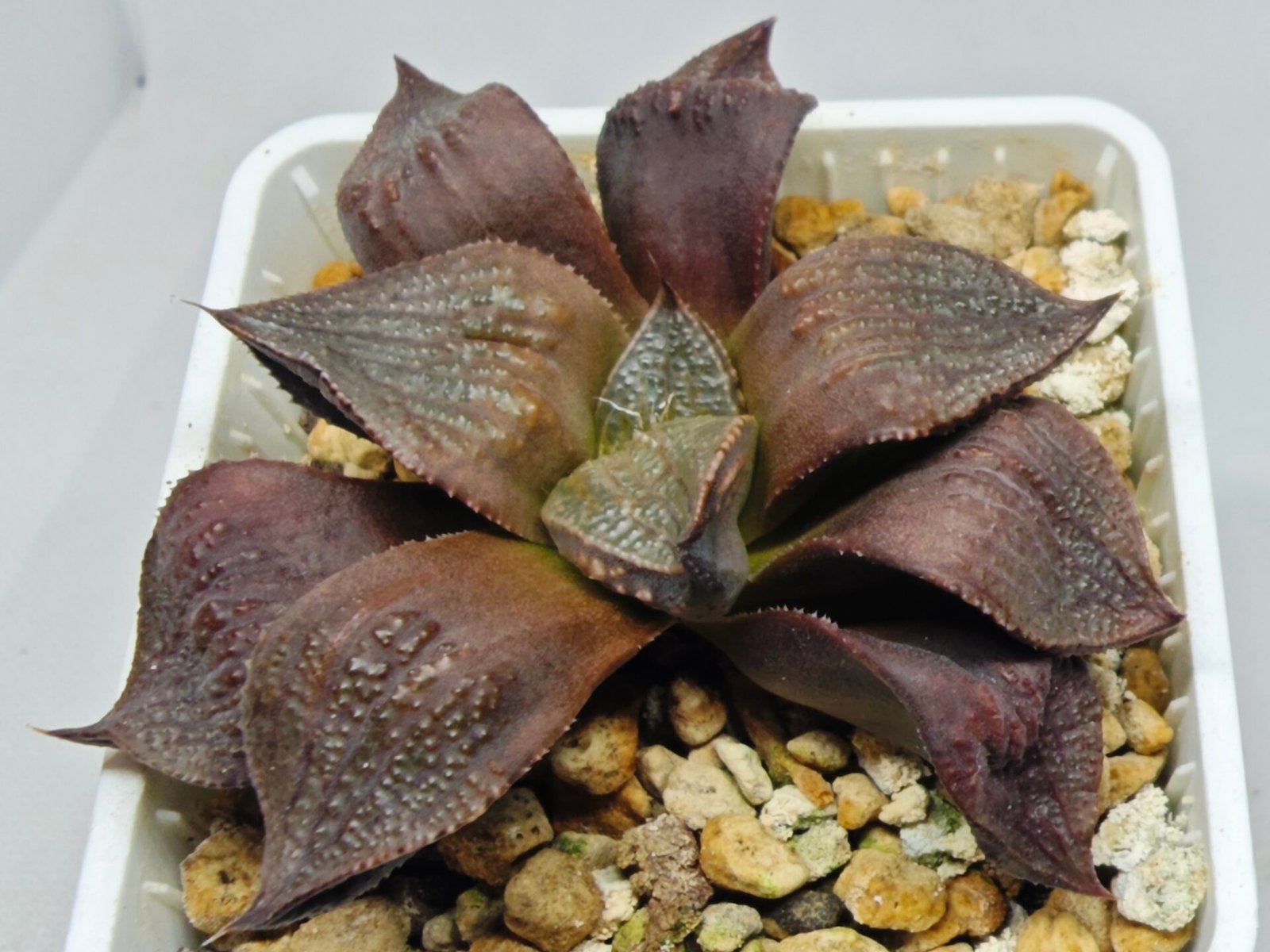 Haworthia Seedling Maughanii Badia S147 - 6