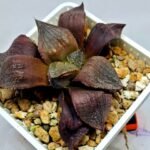 Haworthia Seedling Maughanii Badia S147 - 7