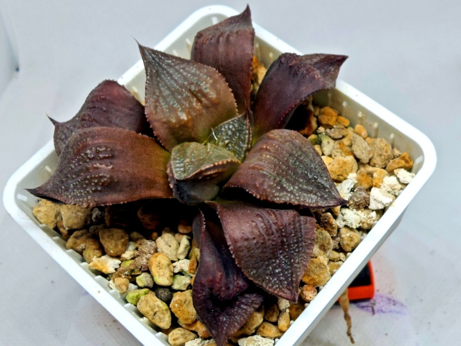 Haworthia Seedling Maughanii Badia S147 - 7
