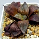 Haworthia Seedling Maughanii Badia S147 - 8