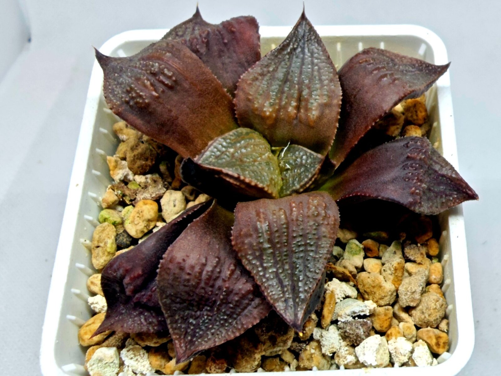Haworthia Seedling Maughanii Badia S147 - 8