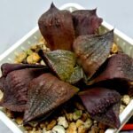 Haworthia Seedling Maughanii Badia S147 - 9
