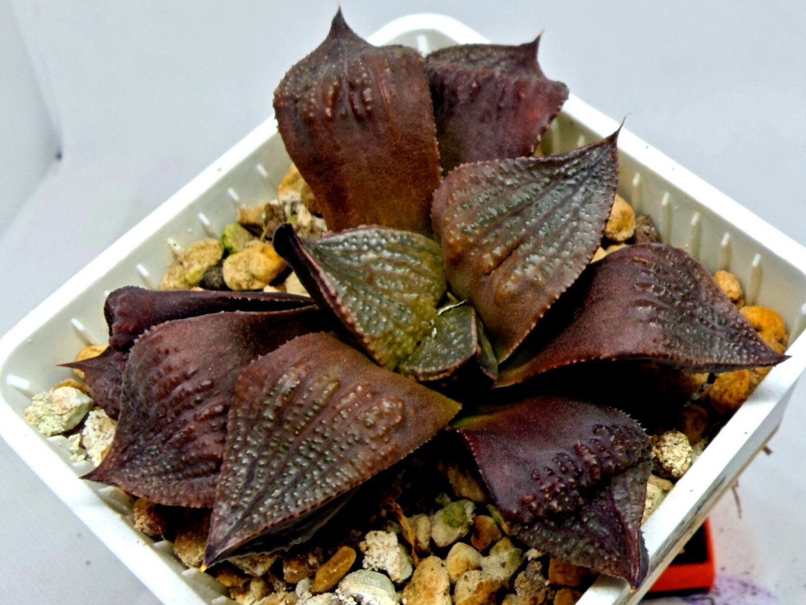Haworthia Seedling Maughanii Badia S147 - 9