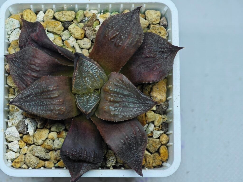 Haworthia Seedling Maughanii Badia S147 - 10