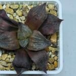 Haworthia Seedling Maughanii Badia S147 - 10