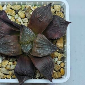 Haworthia Seedling Maughanii Badia S147 - 10