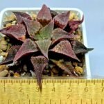 Haworthia Seedling Emelyae var. major S148 - 1