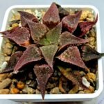 Haworthia Seedling Emelyae var. major S148 - 2