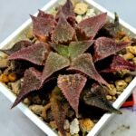 Haworthia Seedling Emelyae var. major S148 - 3