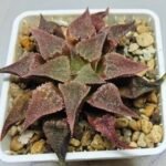 Haworthia Seedling Emelyae var. major S148 - 4