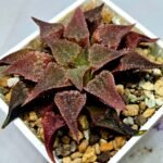 Haworthia Seedling Emelyae var. major S148 - 5