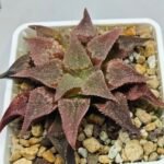 Haworthia Seedling Emelyae var. major S148 - 6