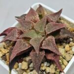 Haworthia Seedling Emelyae var. major S148 - 7