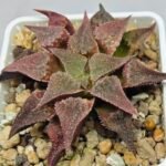 Haworthia Seedling Emelyae var. major S148 - 8