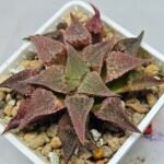 Haworthia Seedling Emelyae var. major S148 - 9
