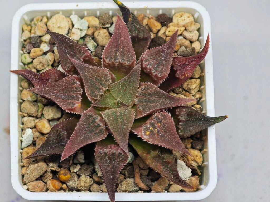 Haworthia Seedling Emelyae var. major S148 - 10