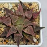Haworthia Seedling Emelyae var. major S148 - 10