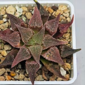 Haworthia Seedling Emelyae var. major S148 - 10