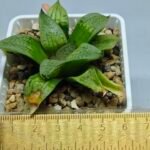 Haworthia Seedling S149 - 1