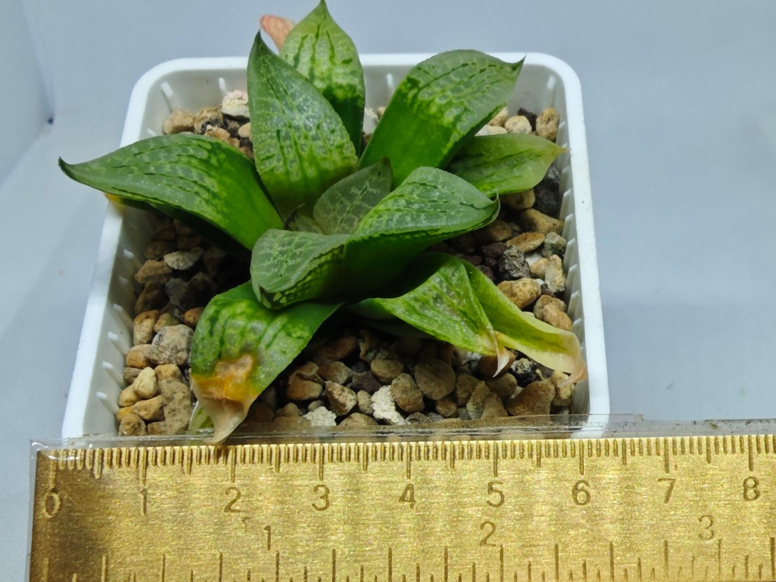 Haworthia Seedling S149 - 1