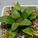 Haworthia Seedling S149 - 2