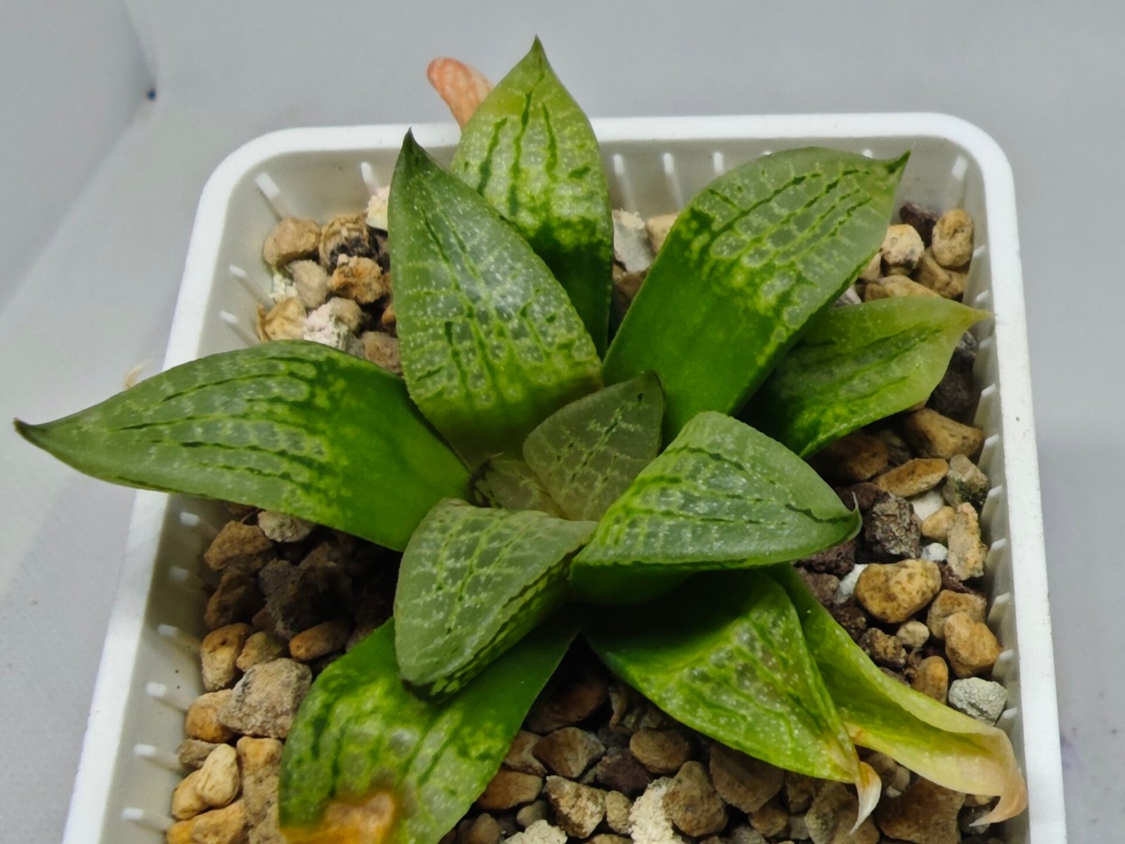 Haworthia Seedling S149 - 2