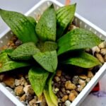 Haworthia Seedling S149 - 3