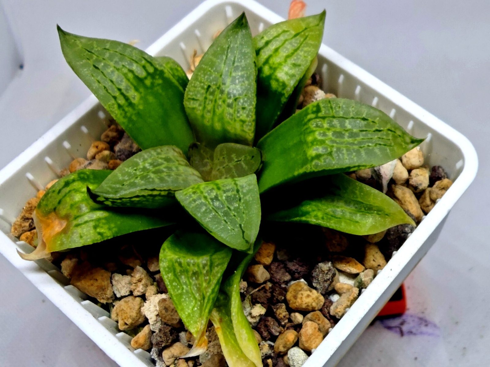 Haworthia Seedling S149 - 3