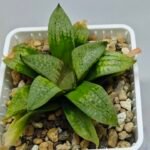 Haworthia Seedling S149 - 4