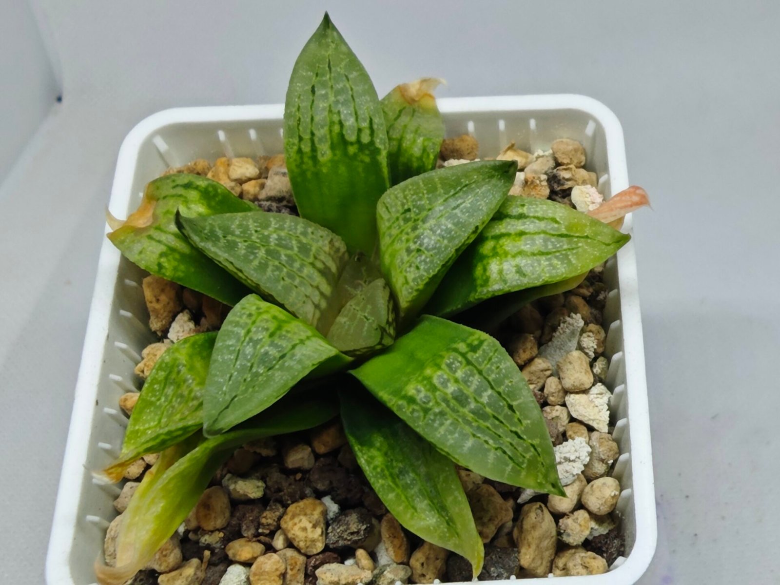 Haworthia Seedling S149 - 4