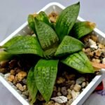 Haworthia Seedling S149 - 5