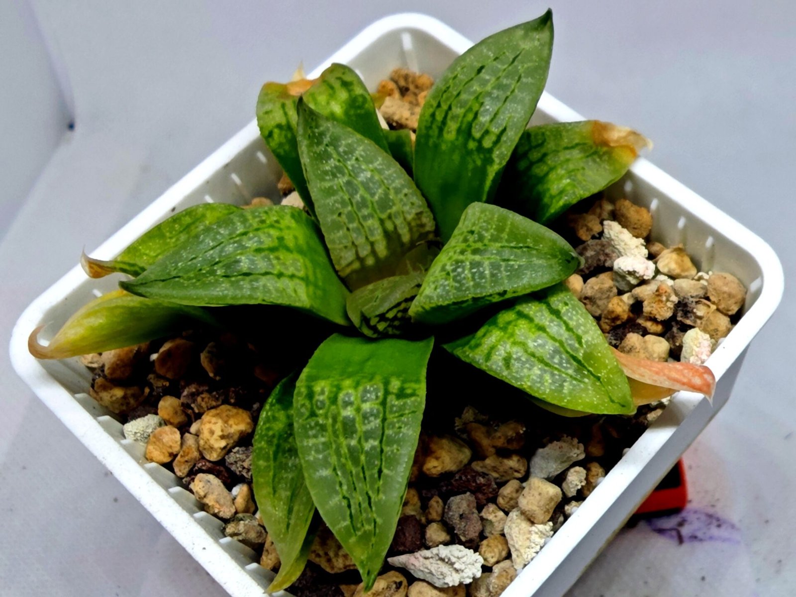 Haworthia Seedling S149 - 5