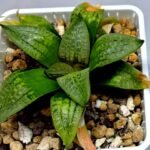 Haworthia Seedling S149 - 6
