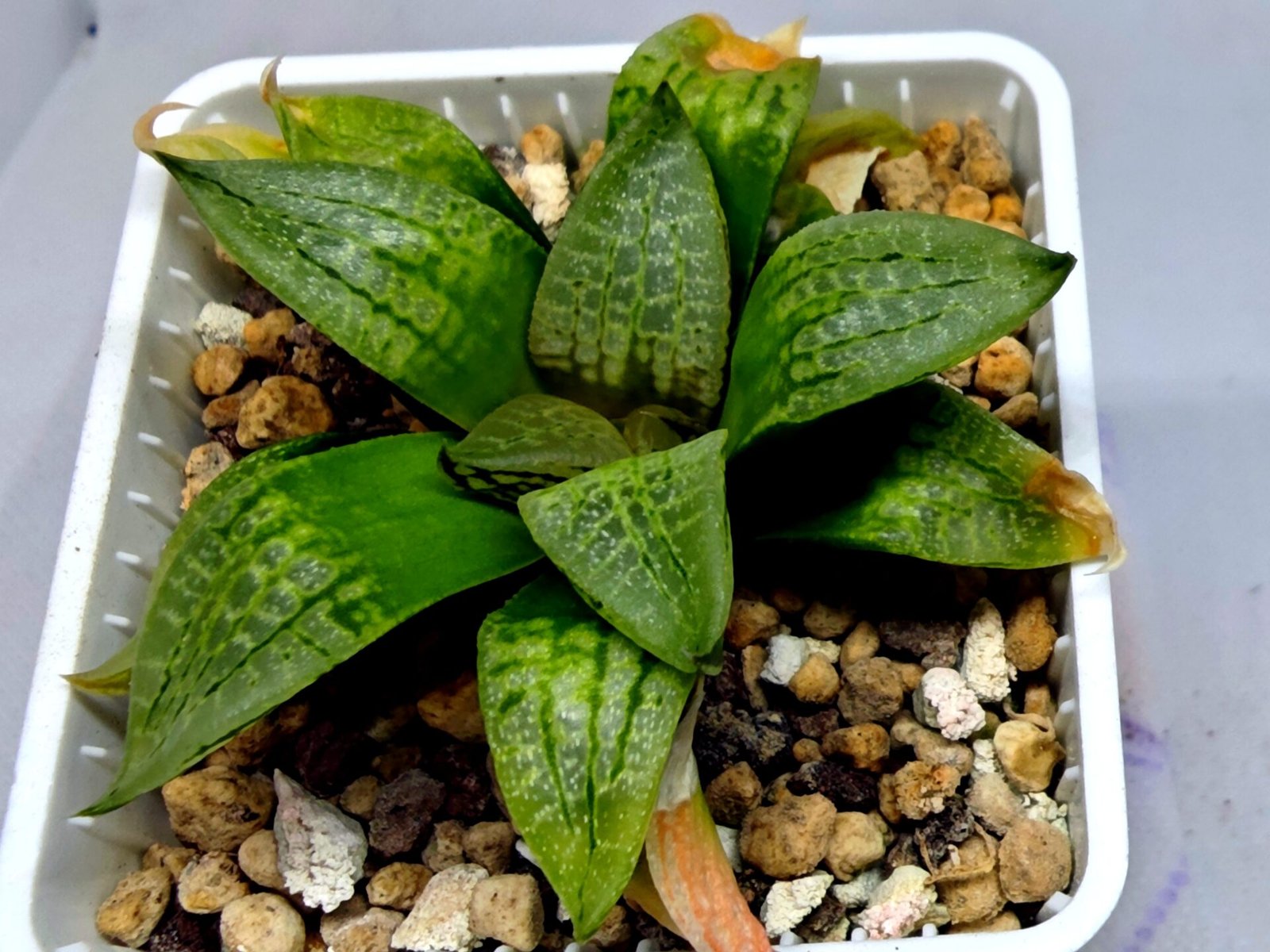 Haworthia Seedling S149 - 6