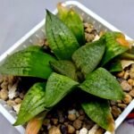 Haworthia Seedling S149 - 7