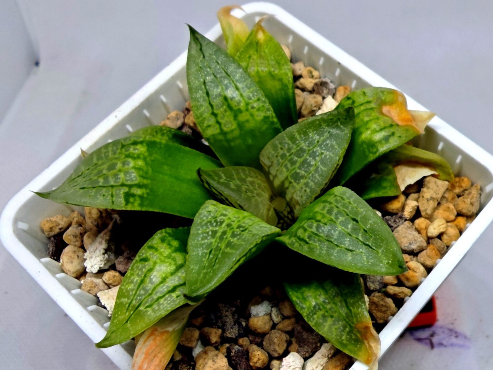 Haworthia Seedling S149 - 7