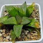 Haworthia Seedling S149 - 8