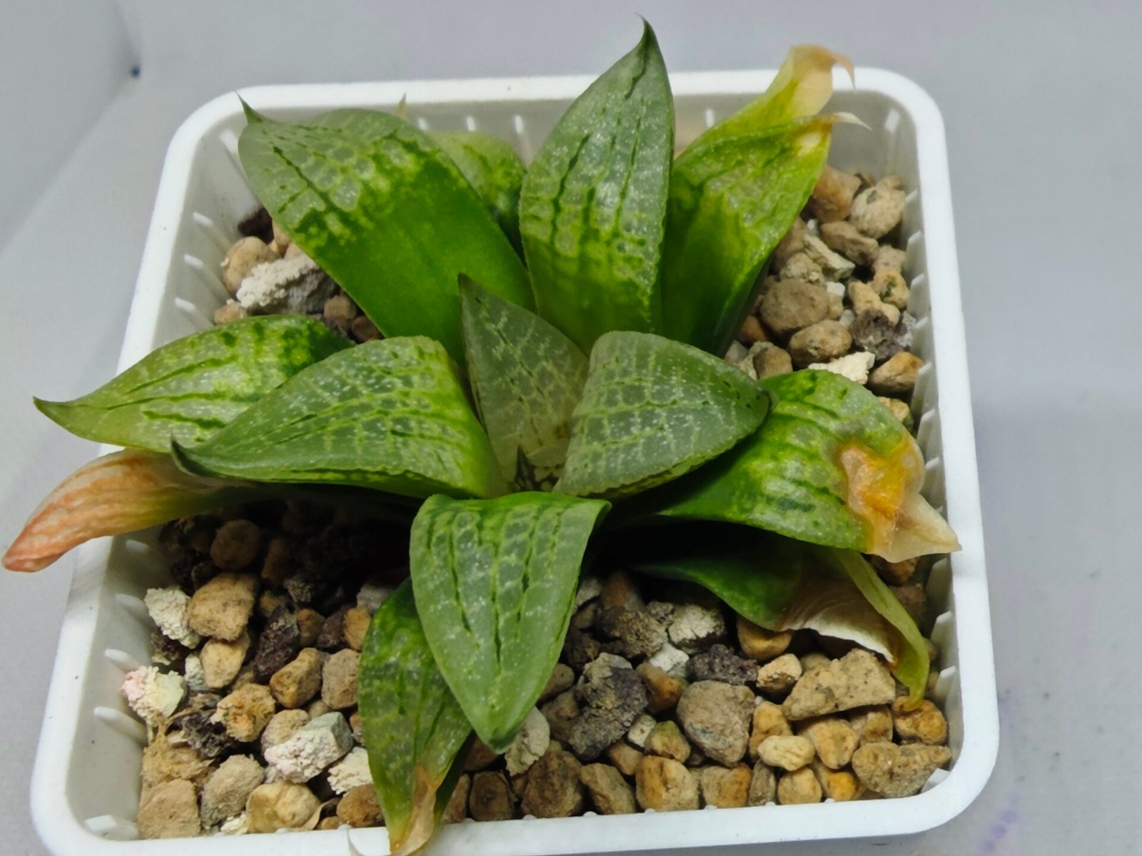 Haworthia Seedling S149 - 8