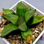 Haworthia Seedling S149 - 9