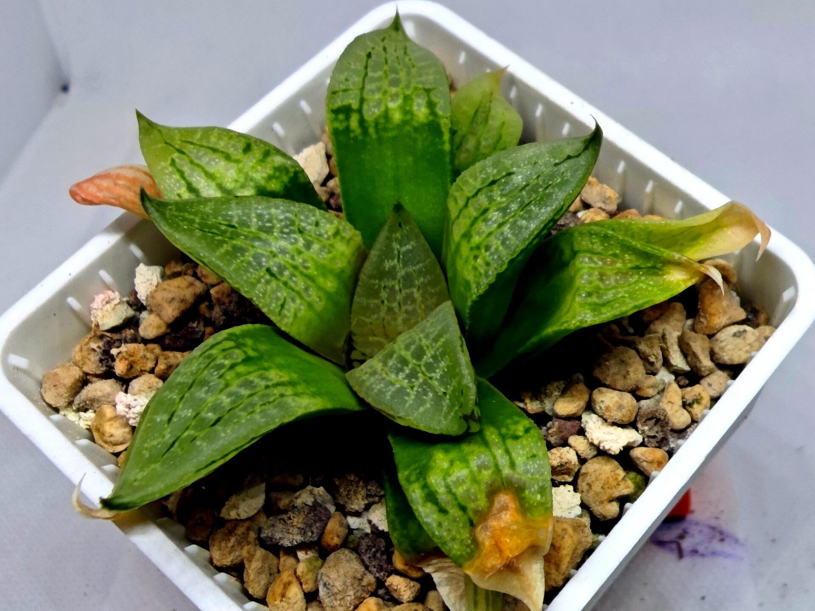 Haworthia Seedling S149 - 9