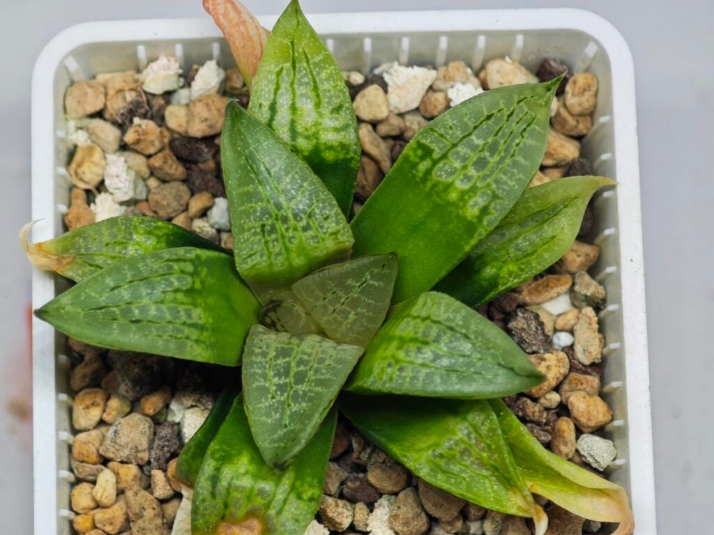 Home 7 Haworthia Seedling S149 - 10