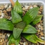 Haworthia Seedling S149 - 10