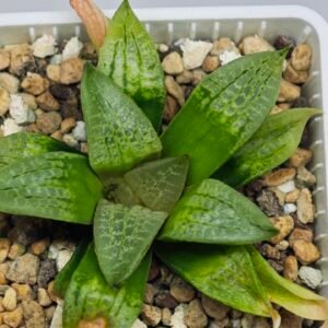 Haworthia Seedling S149 - 10