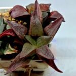 Haworthia Seedling S150 - 1